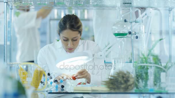 Investigadores Ciencias Alimentarias Que Trabajan Laboratorio Mujer Inyectando Productos Químicos — Vídeo de stock