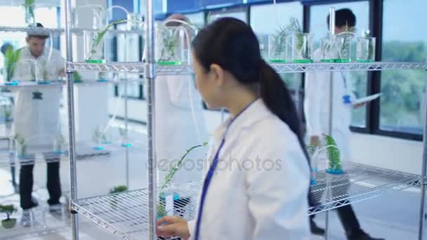 Equipo Investigación Científica Analizando Muestras Plantas Laboratorio — Vídeo de stock
