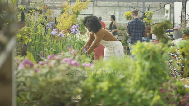 Bahçe Merkezinde Dostu Çalışan Bitkiler Kontrol Müşteri Yardımcı — Stok video