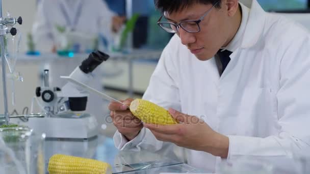 Дослідники Харчової Науки Працюють Лабораторії Одна Людина Вимірює Довжину Кукурудзяного — стокове відео