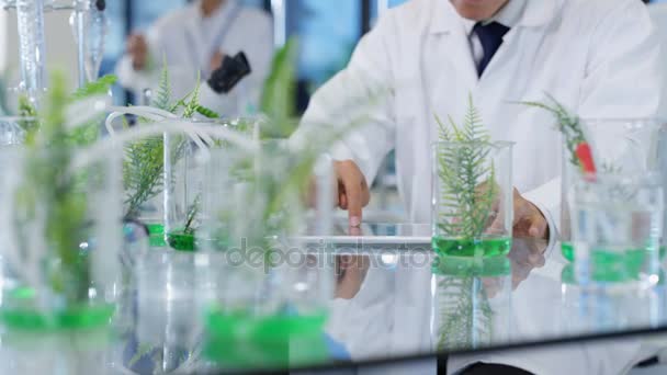 Chercheur Scientifique Biologie Travaillant Laboratoire Analysant Des Échantillons Plantes — Video