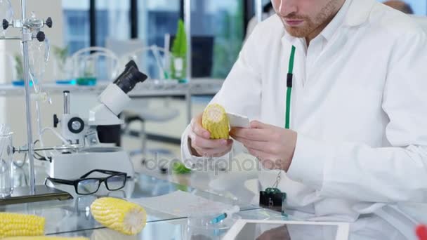 Food Science Forskare Arbetar Lab Man Mäta Längden Majskolv — Stockvideo