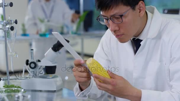 食品科学研究者作業実習では 一人の男がトウモロコシの穂軸の長さを測定 — ストック動画