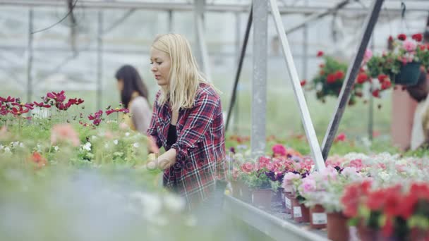 4K Customer shopping in garden center, workers tending plants in background