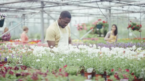 Werknemers Een Tuincentrum Neigt Naar Bloeiende Planten Terwijl Klanten Bladeren — Stockvideo