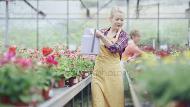 Fröhlicher Arbeiter Gartencenter Gewächshaus Das Reihen Von Pflanzen Gießt — Stockvideo