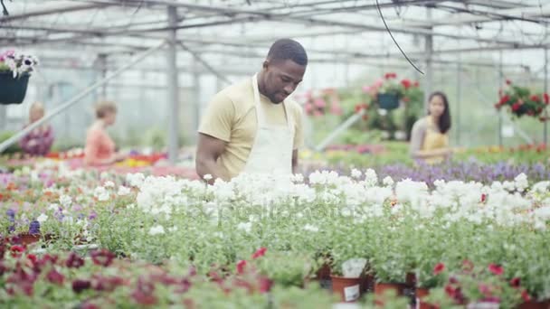 Pracownicy Centrum Ogrodu Którym Kwitnie Rośliny Klienci Przeglądając — Wideo stockowe