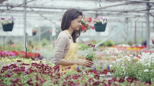 4K Workers in a garden center tending to flowering plants while customers browse