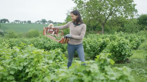 Coltivatori Agricoli Che Raccolgono Raccolti Campo Con Collaboratori Che Lavorano — Video Stock