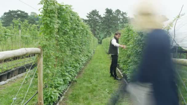 Time Lapse Busy Farm Workers Field Checking Harvesting Fruit Crops — Stock Video