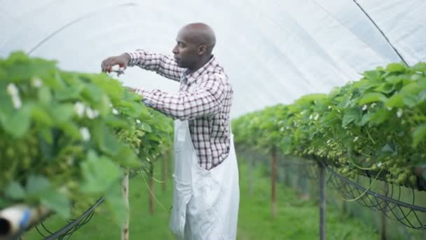 Usmívám Farma Pracovník Prořezávání Ovocných Keřů Sadech — Stock video