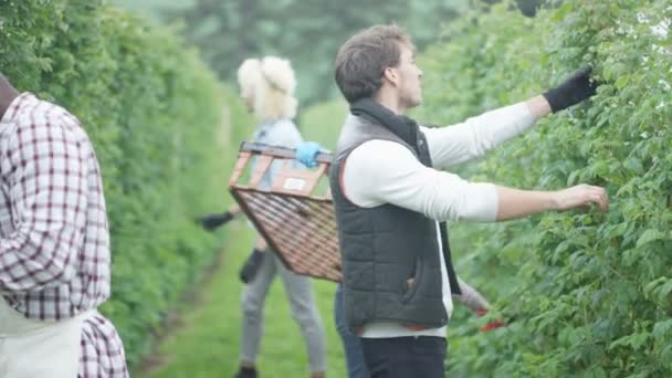 Portret Uśmiechający Się Pracownika Gospodarstwa Zbioru Owoców Współpracownikami Sadzie — Wideo stockowe