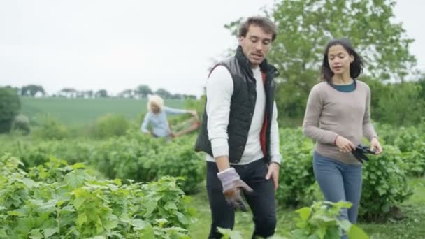 Couple Agricole Marchant Dans Les Champs Discutant Des Cultures — Video