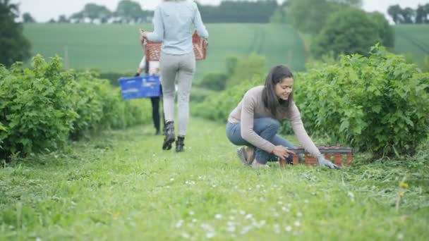 Fröhliche Landarbeiter Arbeiten Gemeinsam Auf Dem Feld Getreide Ernten — Stockvideo