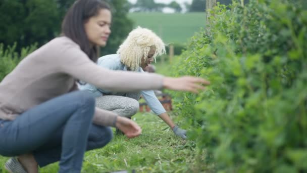 Fröhliche Landarbeiter Arbeiten Gemeinsam Auf Dem Feld Getreide Ernten — Stockvideo