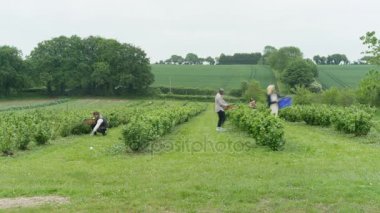 4 k zaman atlamalı meşgul çiftlik işçilerinin alanını denetleme ve meyve hasat
