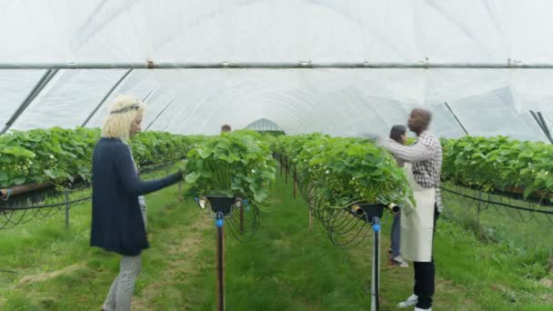 Time Lapse Degli Addetti Agricoli Impegnati Nel Controllo Sul Campo — Video Stock