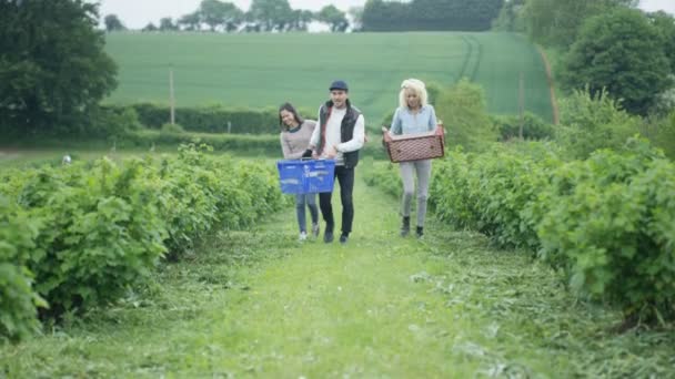 Fröhliche Landarbeiter Arbeiten Gemeinsam Auf Dem Feld Getreide Ernten — Stockvideo