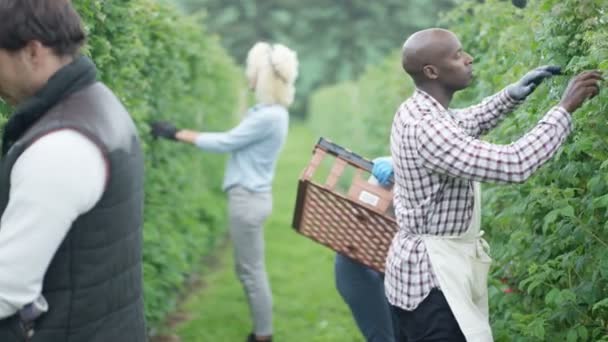 Retrato Campesino Sonriente Cosechando Fruta Con Compañeros Trabajo Huerto — Vídeo de stock