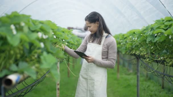 Ritratto Contadino Sorridente Con Tablet Nel Frutteto — Video Stock