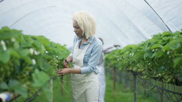 Portrait Travailleur Agricole Souriant Taillant Des Buissons Fruits Dans Verger — Video