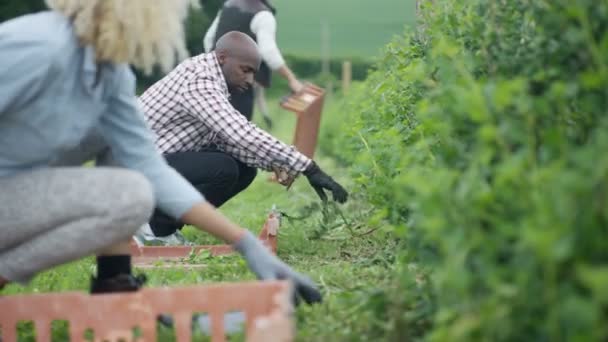 Cheerful Farm Workers Working Together Field Harvest Crops — Stock Video