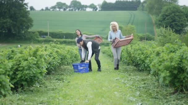 Trabajadores Agrícolas Alegres Trabajando Juntos Campo Para Cosechar Cultivos — Vídeo de stock