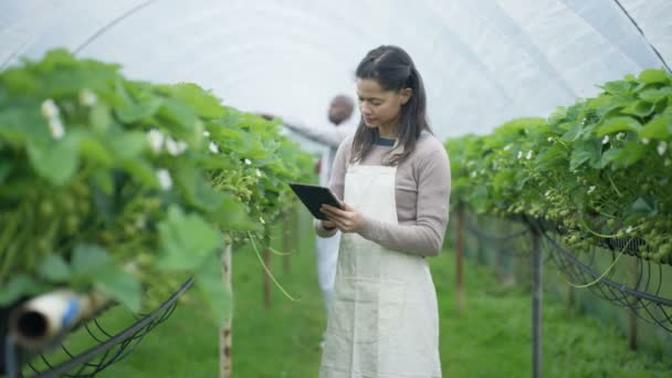 Retrato Trabalhador Agrícola Sorridente Com Tablet Computador Pomar Frutas — Vídeo de Stock