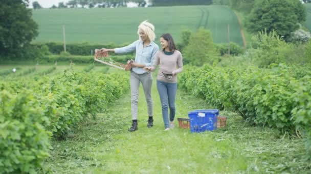 Trabalhadores Agrícolas Alegres Trabalhando Juntos Campo Olhando Para Tablet Computador — Vídeo de Stock