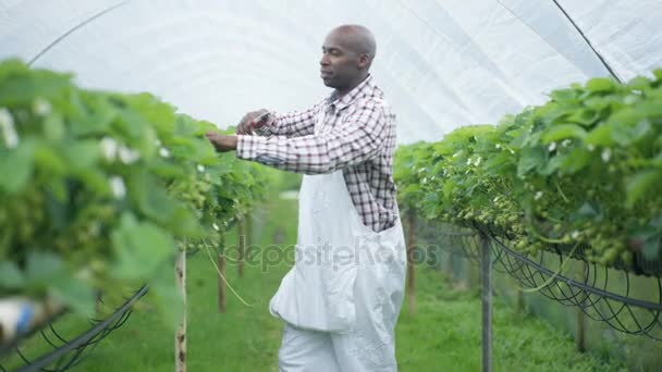 Porträtt Leende Farm Worker Beskärning Frukt Buskar Orchard — Stockvideo
