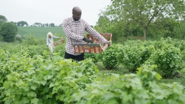 Ouvrier Agricole Récoltant Des Cultures Sur Terrain Avec Des Collègues — Video