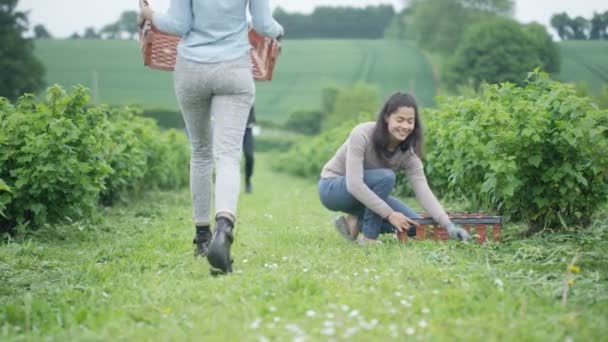 Fröhliche Landarbeiter Arbeiten Gemeinsam Auf Dem Feld Getreide Ernten — Stockvideo