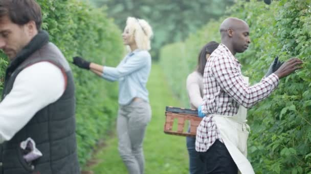 在果园里与同事一起收获水果的微笑农场工人肖像 — 图库视频影像