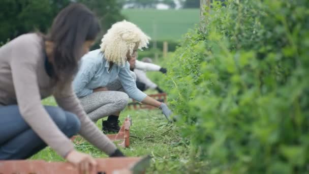Trabalhadores Agrícolas Alegres Trabalhando Juntos Campo Para Colher Culturas — Vídeo de Stock