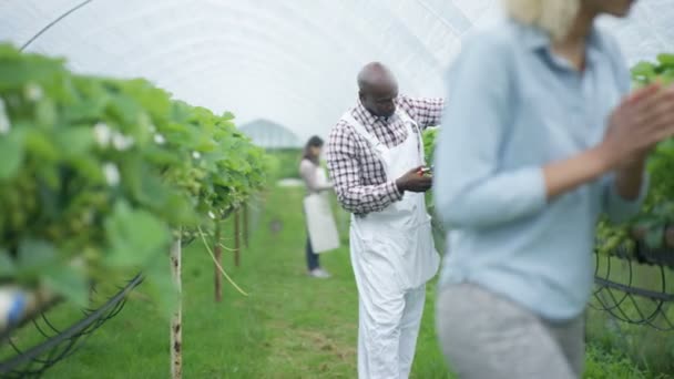 Portrait Smiling Farm Worker Pruning Fruit Bushes Orchard — Stock Video