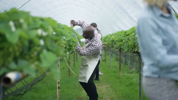 Potret Pekerja Pertanian Tersenyum Pemangkasan Semak Semak Buah Kebun — Stok Video