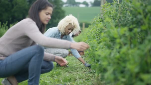 Trabalhadores Agrícolas Alegres Trabalhando Juntos Campo Para Colher Culturas — Vídeo de Stock