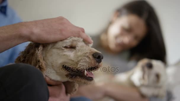 4K Couple relaxing at home with two cute young puppies — Stock Footage Couple Relaxing Home Two Cute Young Puppies Royalty Free Stock Video