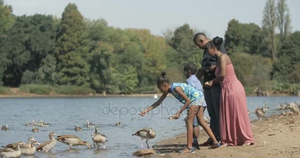 Ευτυχισμένη Αφρικανική Οικογένεια Σίτισης Άγρια Πάπιες Φυσικό Περιβάλλον Θερινή Ημέρα — Αρχείο Βίντεο