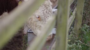 Genç bullock içme suyu yalak alanında üzerinden 4k yakın çekim