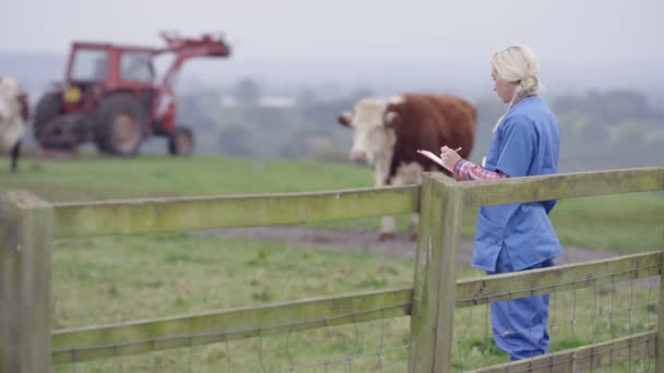 Veterinario Agrícola Con Portapapeles Campo Comprobando Ganado — Vídeo de stock