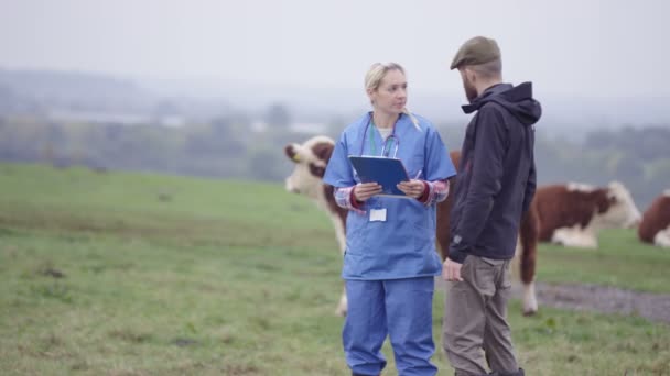 Fermier Avec Vétérinaire Sur Terrain Pour Vérifier Troupeau Bovins — Video