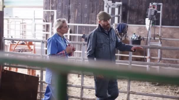 Veterinaria Hablando Con Agricultor Control Ovejas Interior Del Edificio Granja — Vídeos de Stock