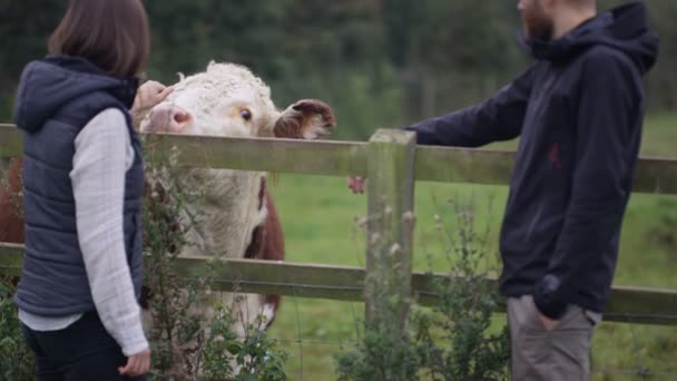 农业夫妇在田间检查牲畜 — 图库视频影像