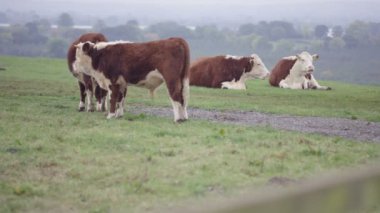 4k çiftlik kırsal alandaki otlatma sığır sürüsü