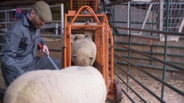 4 k çiftçi alarak Bakım çiftliği binanın iç koyun sürüsü