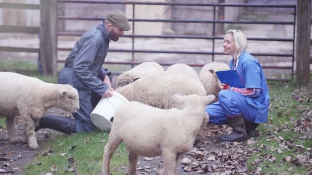 Petani Dengan Dokter Hewan Lapangan Memeriksa Kawanan Domba — Stok Video