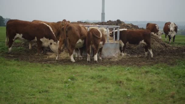 Jonge Stieren Eten Hooi Het Veld Een Boerderij Het Platteland — Stockvideo
