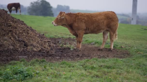 Çiftlik Kırsal Alandaki Otlatma Sığır Sürüsü — Stok video