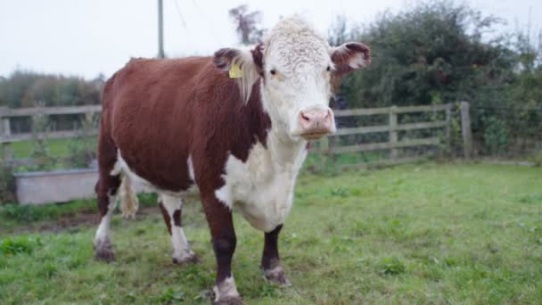 Jonge Koe Staan Uit Het Veld — Stockvideo